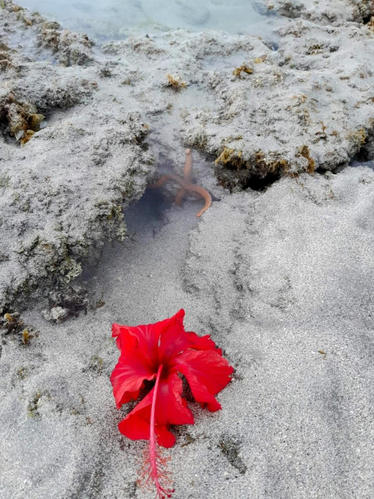 Pousada Flor Da Barra Марагожи Экстерьер фото